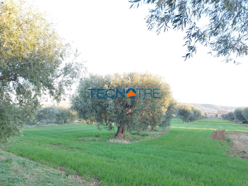Dettaglio 5: Corropoli Terreno Agricolo