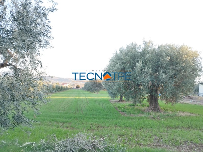 Dettagli: Corropoli Terreno Agricolo