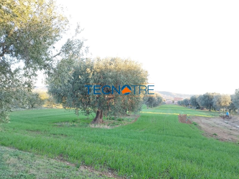 Dettagli: Corropoli Terreno Agricolo